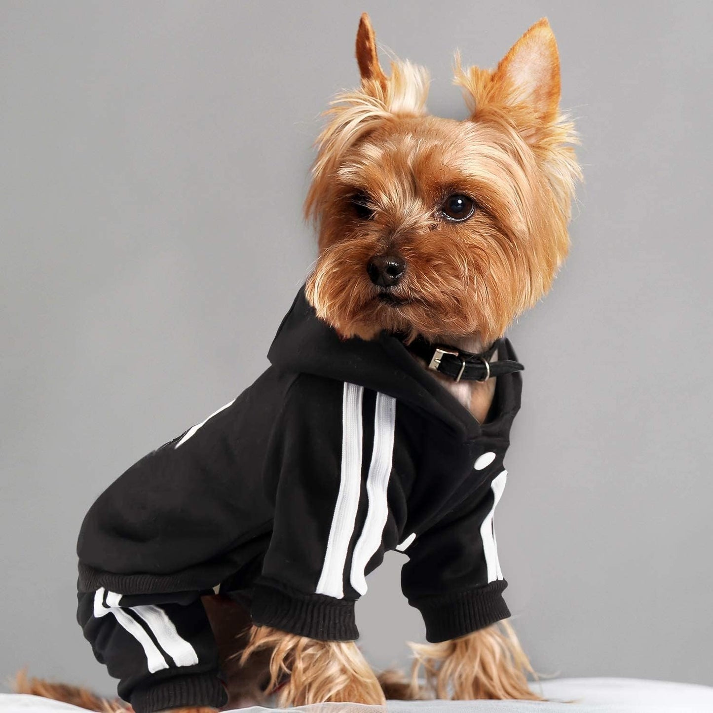 Weowin Pet Hoodie Tracksuit for Dogs (Black, X-Small)