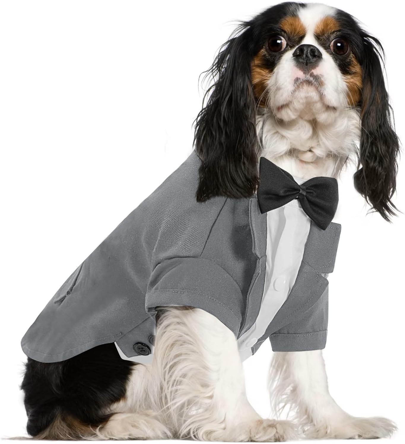 Queenmore Dog Tuxedo with Tie, Formal Wedding Outfit for Dogs & Cats, Grey, M